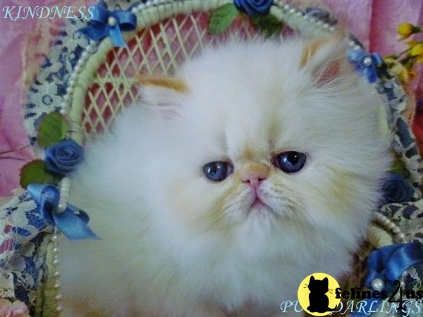 Himalayan kitten for sale