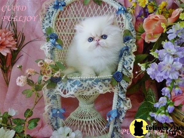 Himalayan kitten for sale