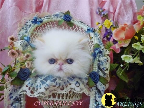 Himalayan kitten for sale