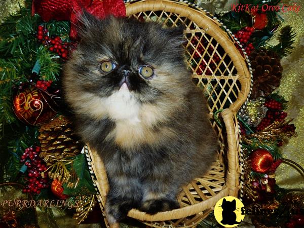 Persian kitten for sale