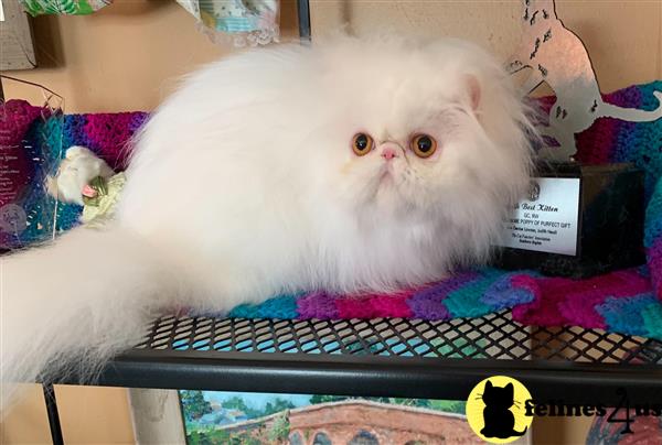 Persian kitten for sale