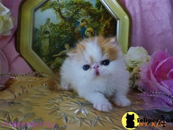 Persian kitten for sale