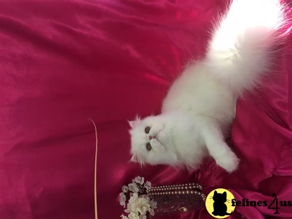 Persian kitten for sale