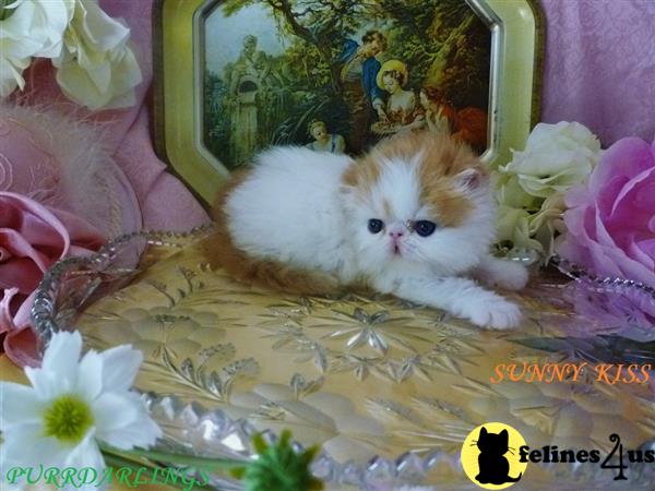 Persian kitten for sale