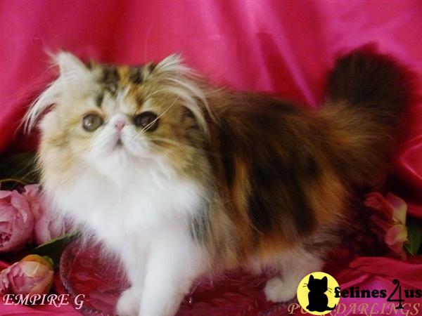 Persian kitten for sale