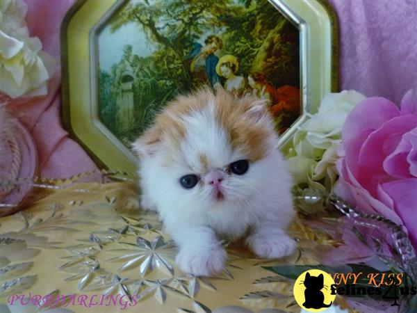 Persian kitten for sale