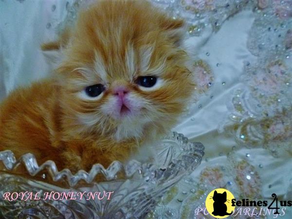 Persian kitten for sale