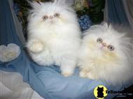 persian kitten posted by Maxx