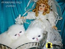 himalayan kitten posted by Maxx