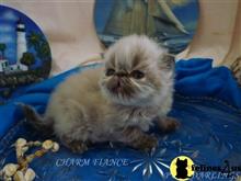 himalayan kitten posted by Maxx