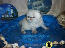 himalayan kitten posted by Maxx