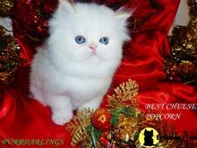 himalayan kitten posted by Maxx