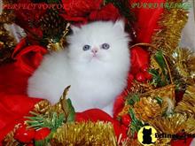 himalayan kitten posted by Maxx