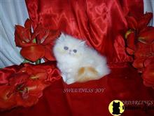 himalayan kitten posted by Maxx