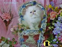 himalayan kitten posted by Maxx