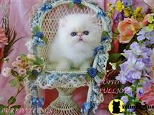 himalayan kitten posted by Maxx