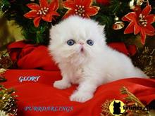 persian kitten posted by Maxx