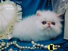 persian kitten posted by Maxx