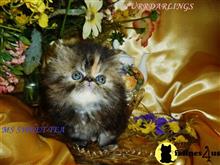 persian kitten posted by Maxx