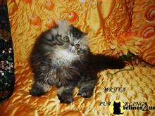 persian kitten posted by Maxx