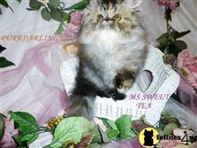 persian kitten posted by Maxx