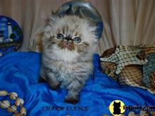 persian kitten posted by Maxx