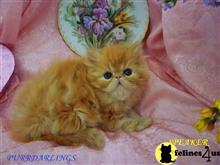 persian kitten posted by Maxx