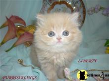 persian kitten posted by Maxx