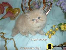 persian kitten posted by Maxx