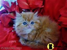 persian kitten posted by Maxx