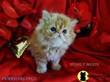 persian kitten posted by Maxx
