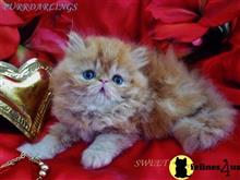 persian kitten posted by Maxx