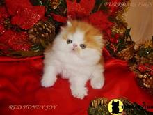 persian kitten posted by Maxx