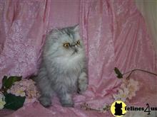 persian cat posted by Maxx