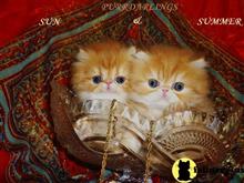 persian kitten posted by Maxx