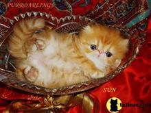 persian kitten posted by Maxx