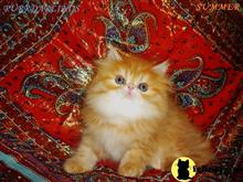 persian kitten posted by Maxx