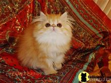 persian kitten posted by Maxx