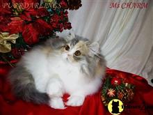 persian kitten posted by Maxx