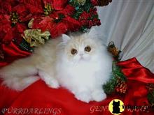 persian kitten posted by Maxx