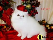 persian kitten posted by Maxx