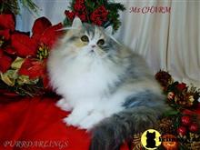 persian kitten posted by Maxx