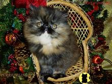 persian kitten posted by Maxx