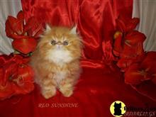persian kitten posted by Maxx