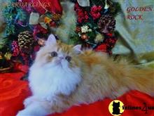 persian kitten posted by Maxx