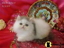 persian kitten posted by Maxx