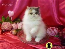persian kitten posted by Maxx