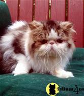 persian cat posted by Breezybrook