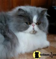persian cat posted by Breezybrook