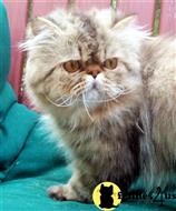 persian cat posted by Breezybrook